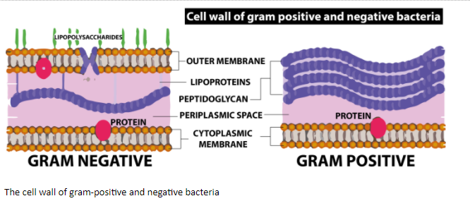 Gram (−)ve bacteria possess peptidoglycan and an extra layer of(A ...