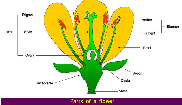 the-innermost-part-of-a-flower-is-called-the