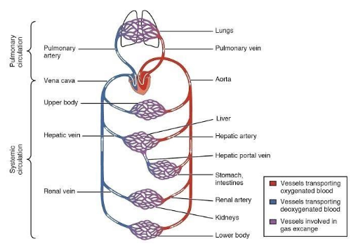Circulatory system Structure function parts diseases  Kenhub