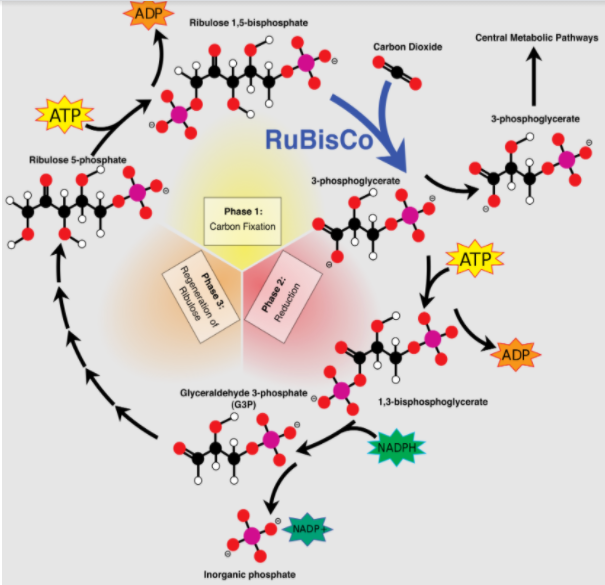 In photosynthesis $CO_2$ combines withA) RUDP or RUBP B) ATPC) ADPD) PGA