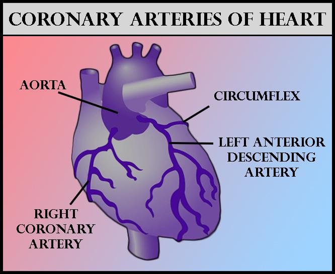 Blood supply to heart musculature is via(a)Cardiac artery(b)Coronary ...