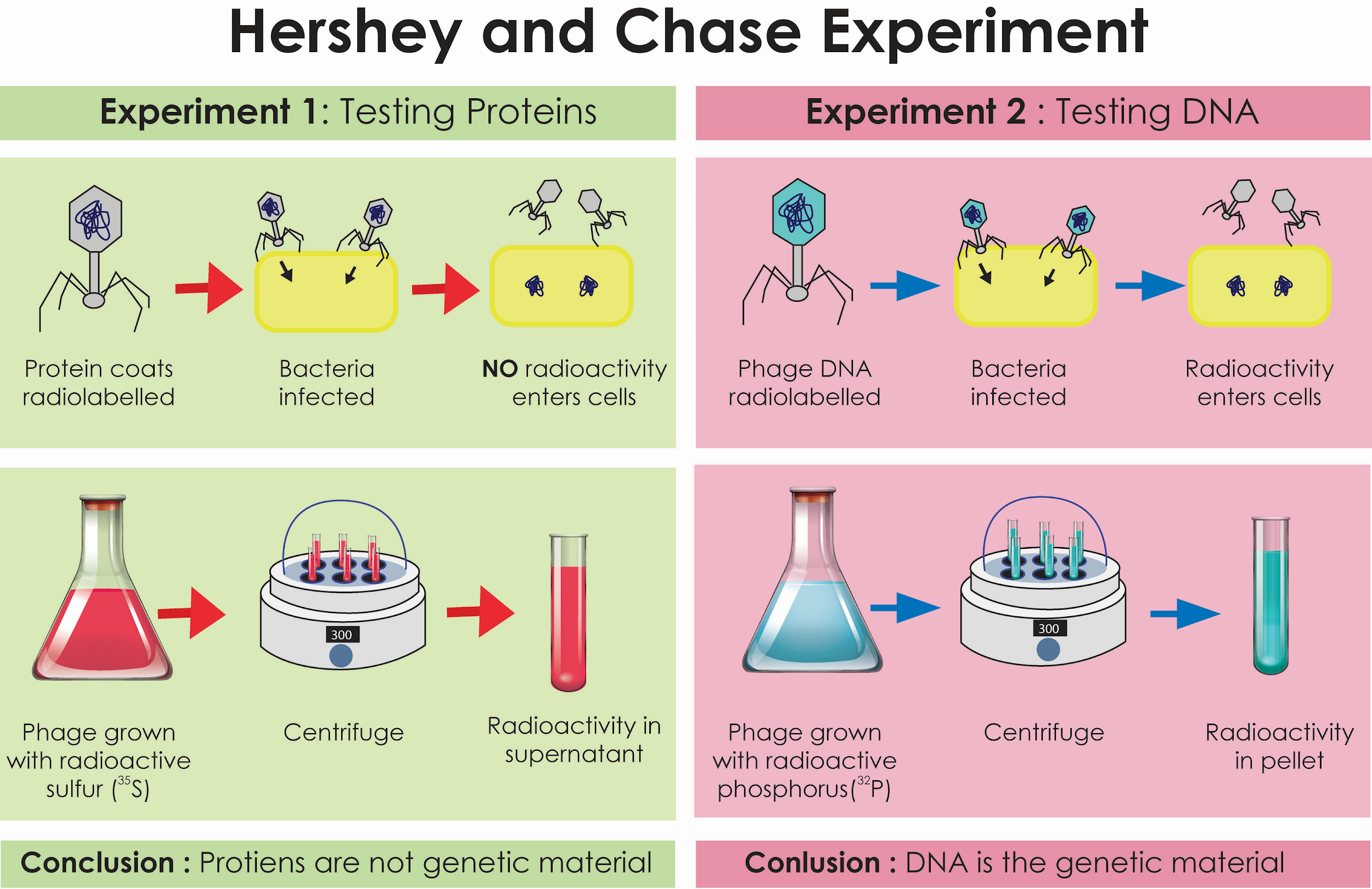 hershey and chase experiment aim