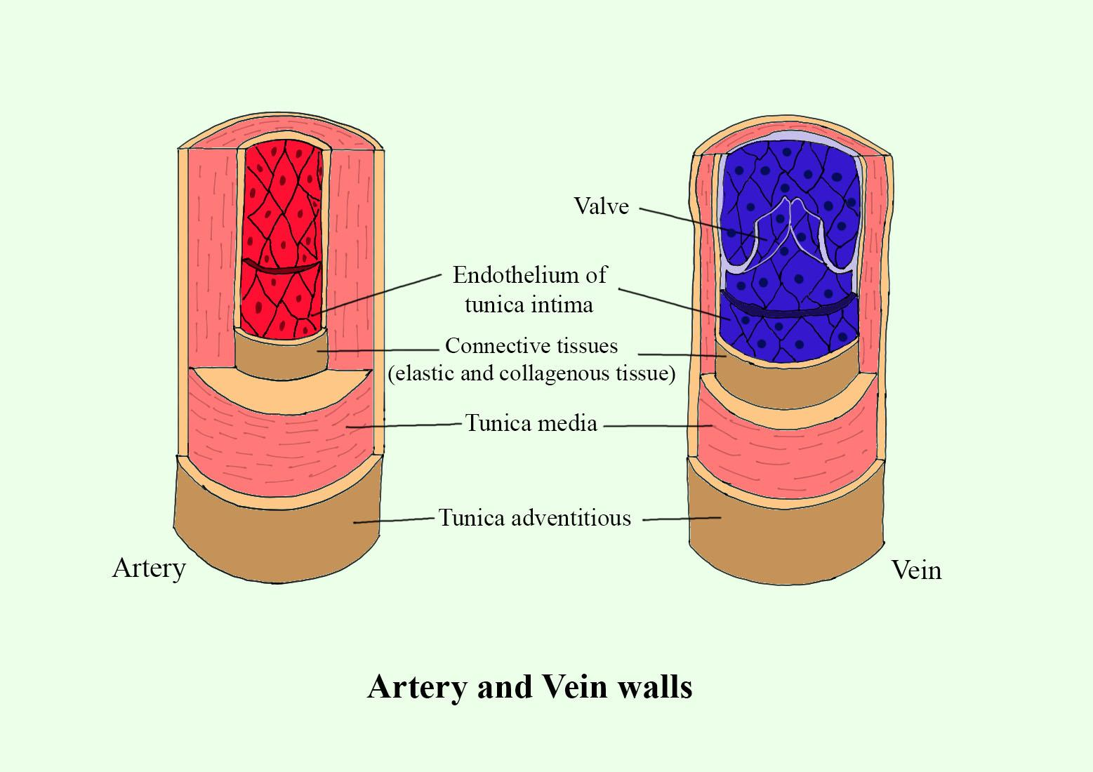 school arteries and veins diagram