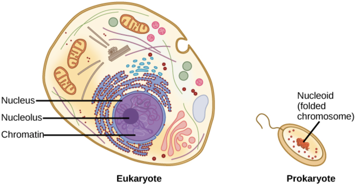 Unlike Eukaryotic Cells Prokaryotic Cellsa Lack Of A Plasma Membrane   466724bd B350 4521 B2eb 2ad1f7b0dd8b397440643094531953 