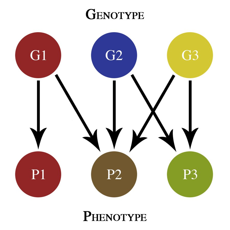 In Drosophila The Gene For White Eye Mutation Is Also Responsible For 