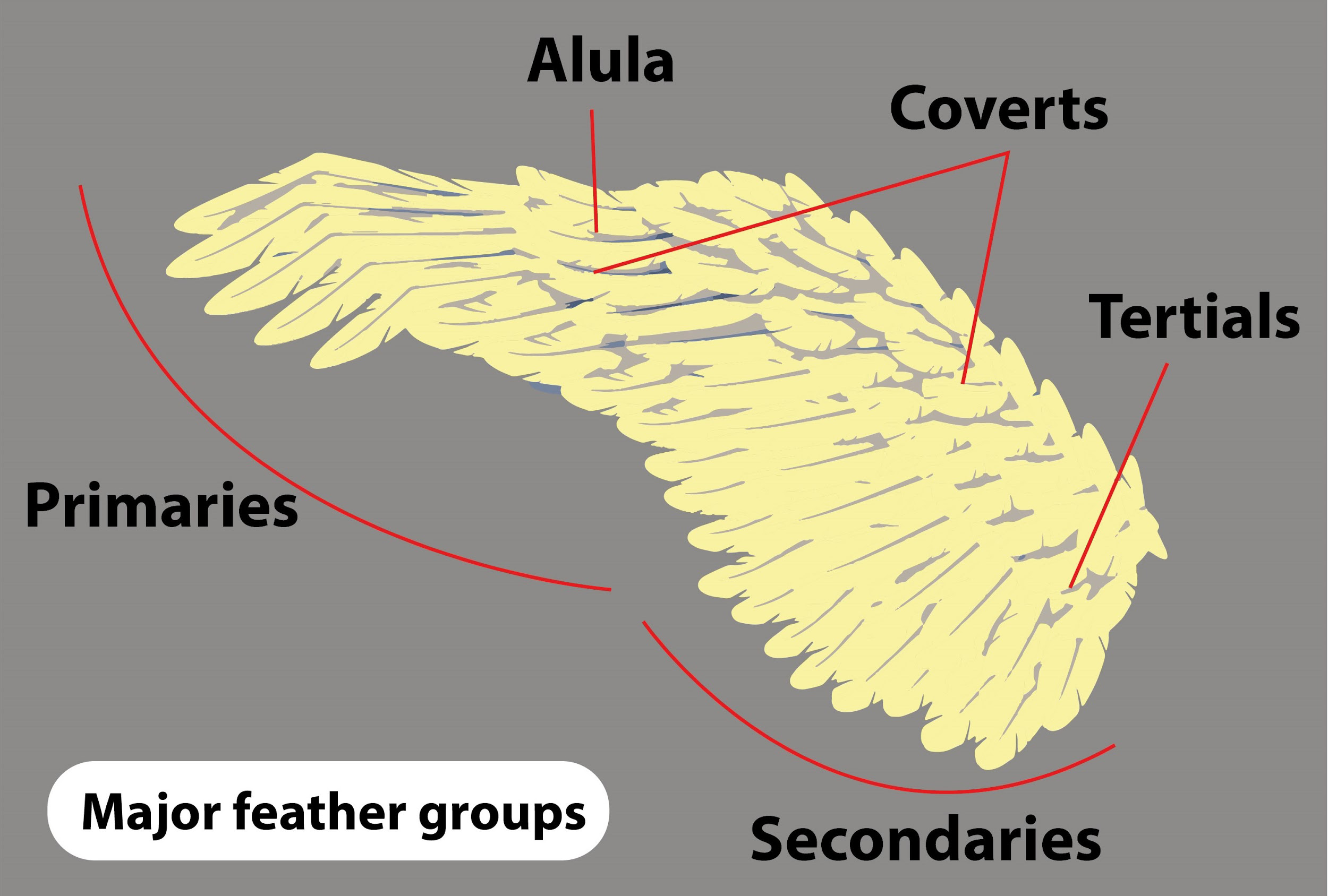 Quill feathers at the base of the quill, wings are called(a)Remiges(b ...