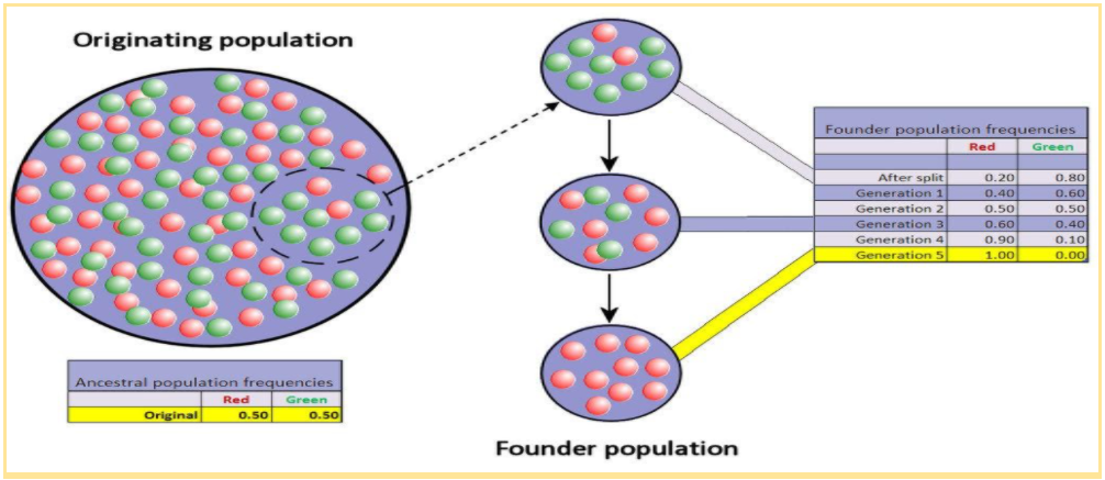 genetic-drift-uvm-genetics-genomics-wiki