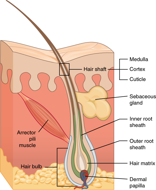 Hair Structure And Function  bartleby