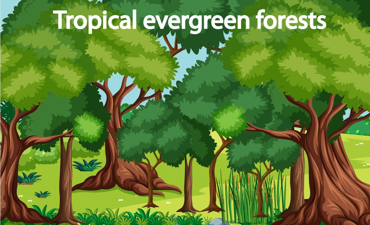 Temperate Evergreen Forests - GeeksforGeeks