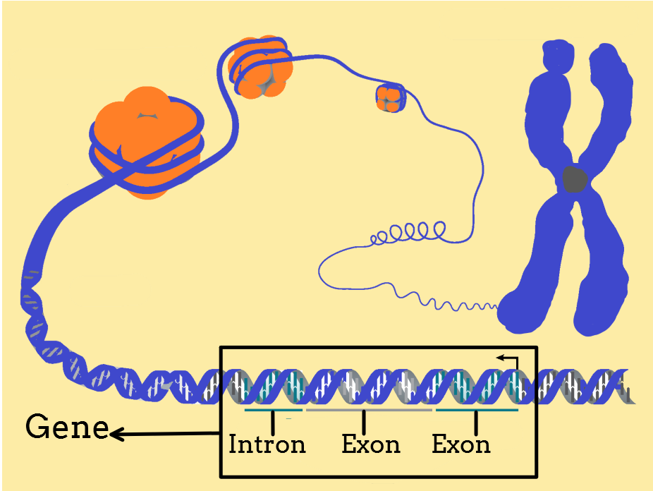 the-functional-segments-of-dna-are-called-a-rnab-genec-nucleusd-lipid