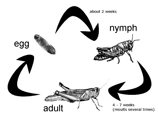 How many life- cycle stages do an incomplete metamorphosis haveA. 3B