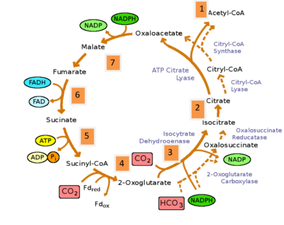 FAD acts as an electron acceptor in between:A) Fumaric and malic acidB ...