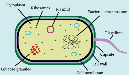 What Ribosomes Are Found In Prokaryotes