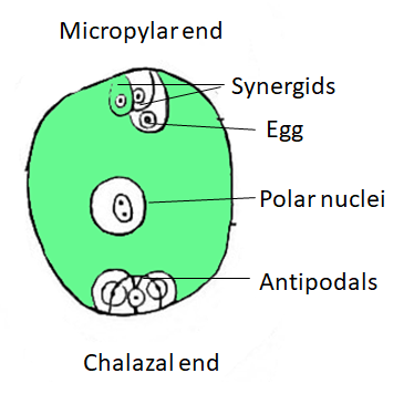 polar nuclei