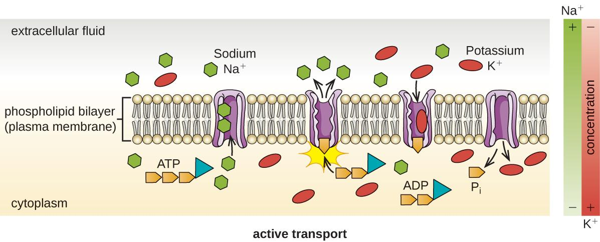 Active Transport Across Cell Membrane RequiresA GlucoseB SteroidC 