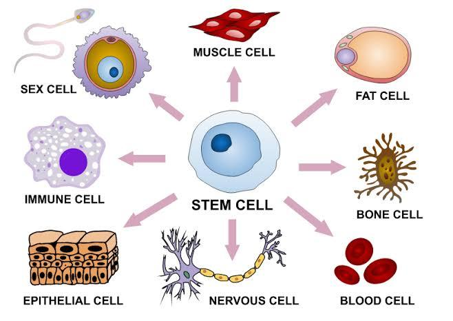 What is meant by cell differentiation?