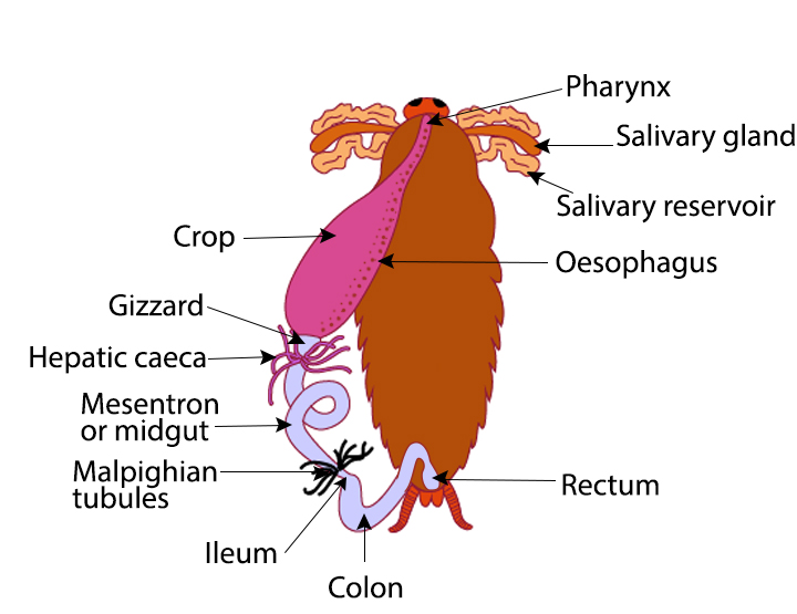 Explain the digestive system in cockroaches.