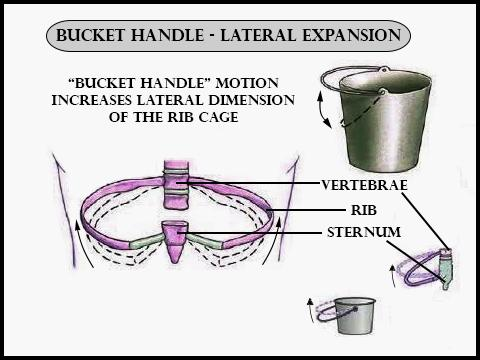 Which ribs show bucket handle type movementA) Rib No. 1-2B) Rib No