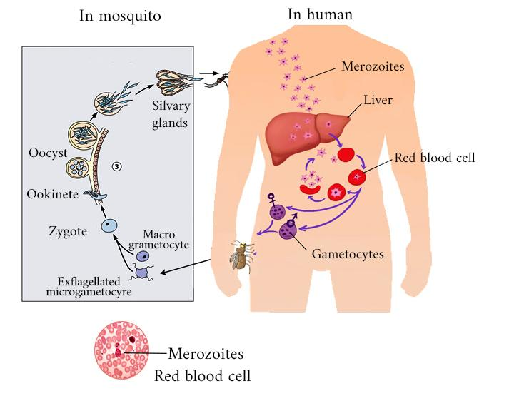 Primary And Secondary Host Of Plasmodium