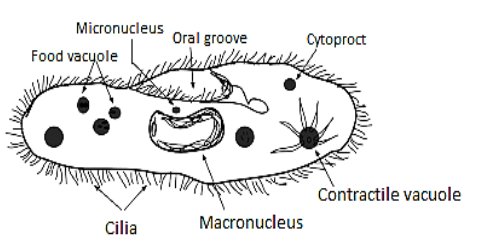 In which of the following the nuclear dimorphism is seen?A. EntamoebaB ...