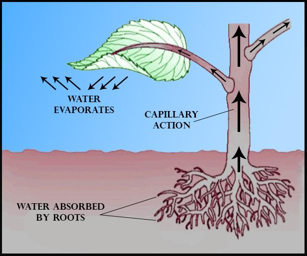 Root Pressure Diagram