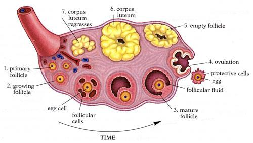 Corpus Luteum - NEET Biology Notes