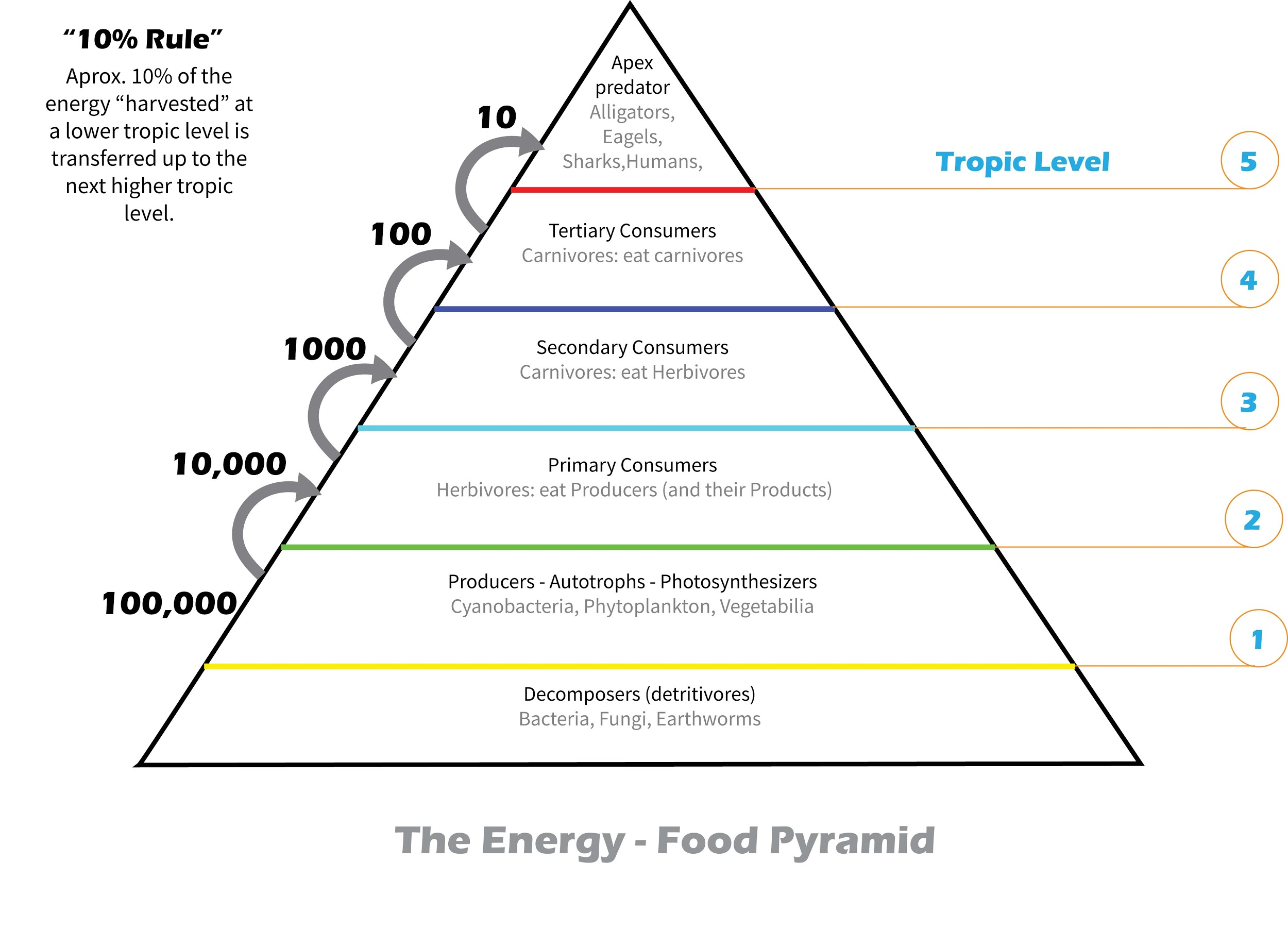 Draw the diagram of the pyramid of energy. Explain ‘In the ecosystem