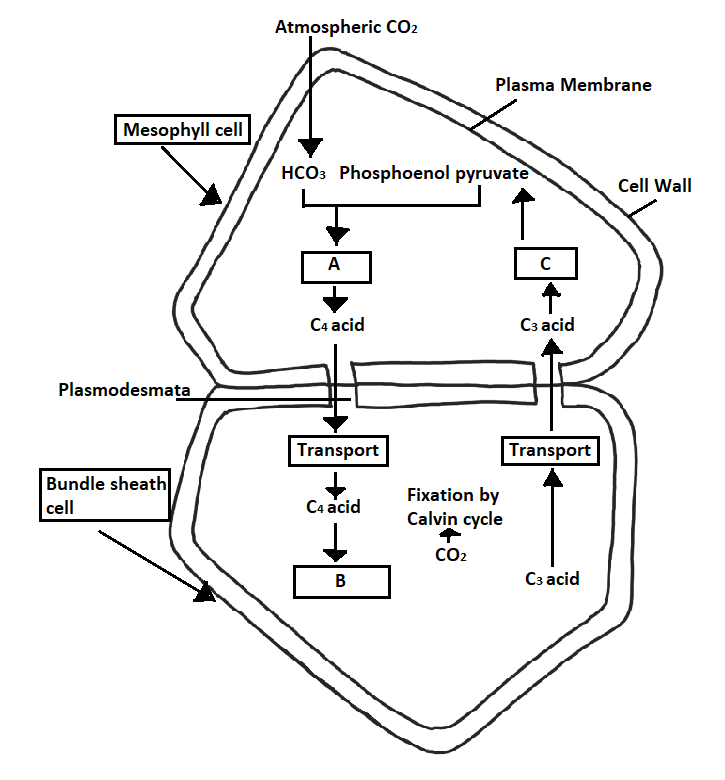 Study The Pathway Given Above.In Which Of The Following Options Correct ...