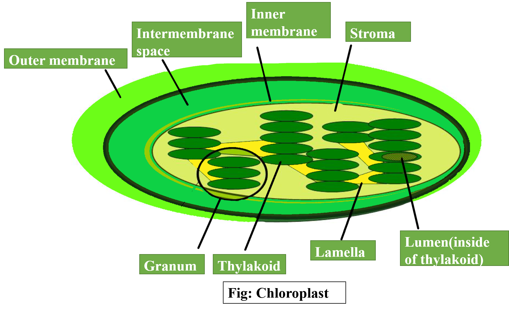 Location Of Chloroplast In A Cell