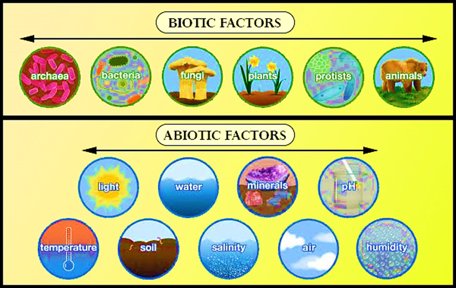 A functional aspect of an ecosystem is:(a) Producer, consumers, and ...