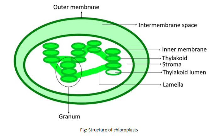 The Process Of Photosynthesis Takes Place InA Roots OnlyB Shoots 