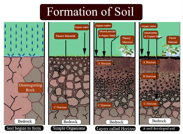 Topsoil contains which of the following?(a) Humus and living organisms ...