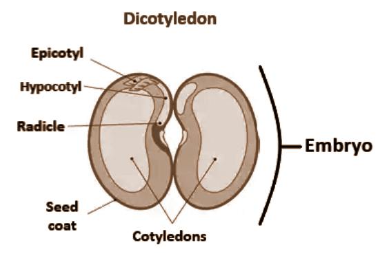 plants-whose-seeds-have-more-than-one-seed-leaf-cotyledon-area