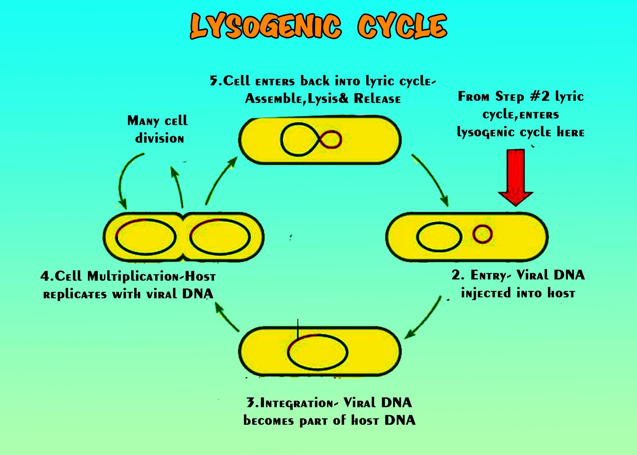 Phages That Show Lysogenic Cycle Is Called a Temperate Phages b 