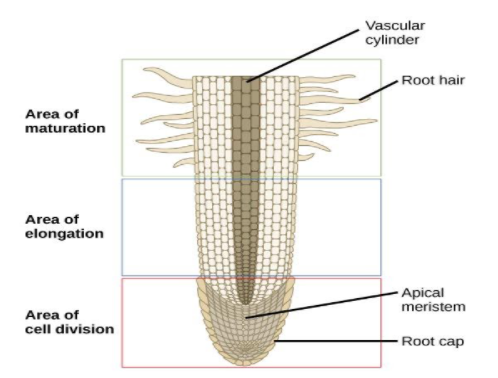 Most water absorption in plants takes place throughA) Root capB) Root ...