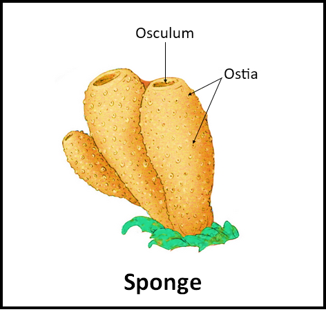 Sycon belongs to a group of organisms, Which are best described as(a ...