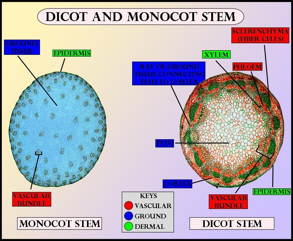 What Is Correct About The Monocot Stem A Hypodermis Is 