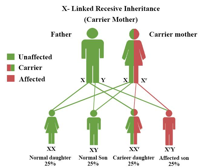 What Are The Sex Linked Diseases Write Down The Names Of Two Sex Linked Diseases 7382