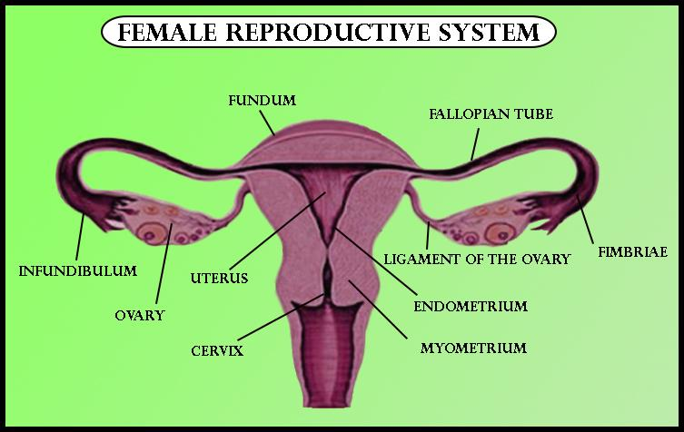 female reproductive system diagram for kids