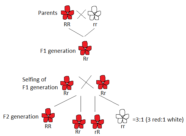 When red-flowered plants are crossed with white-flowered plants, the ...