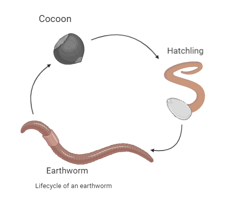 Which one of the following does not have larvae in its life cycle?A ...