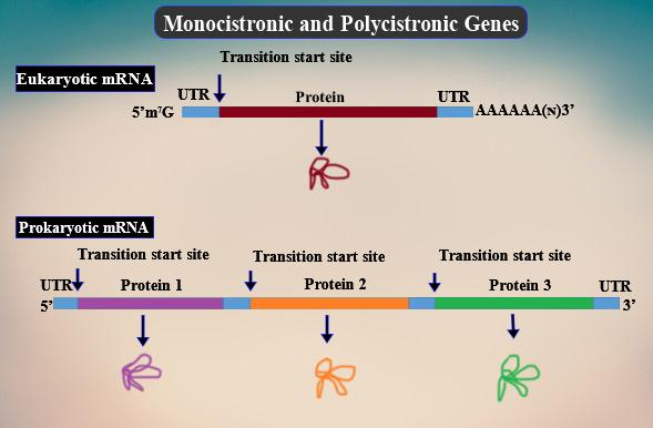 What Is Cistron Class 12 Biology