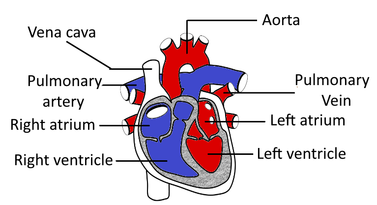The Pulmonary Artery Carries Deoxygenated Blood From The To The