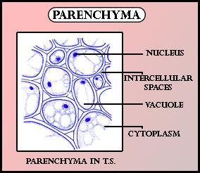 parenchyma cells for kids