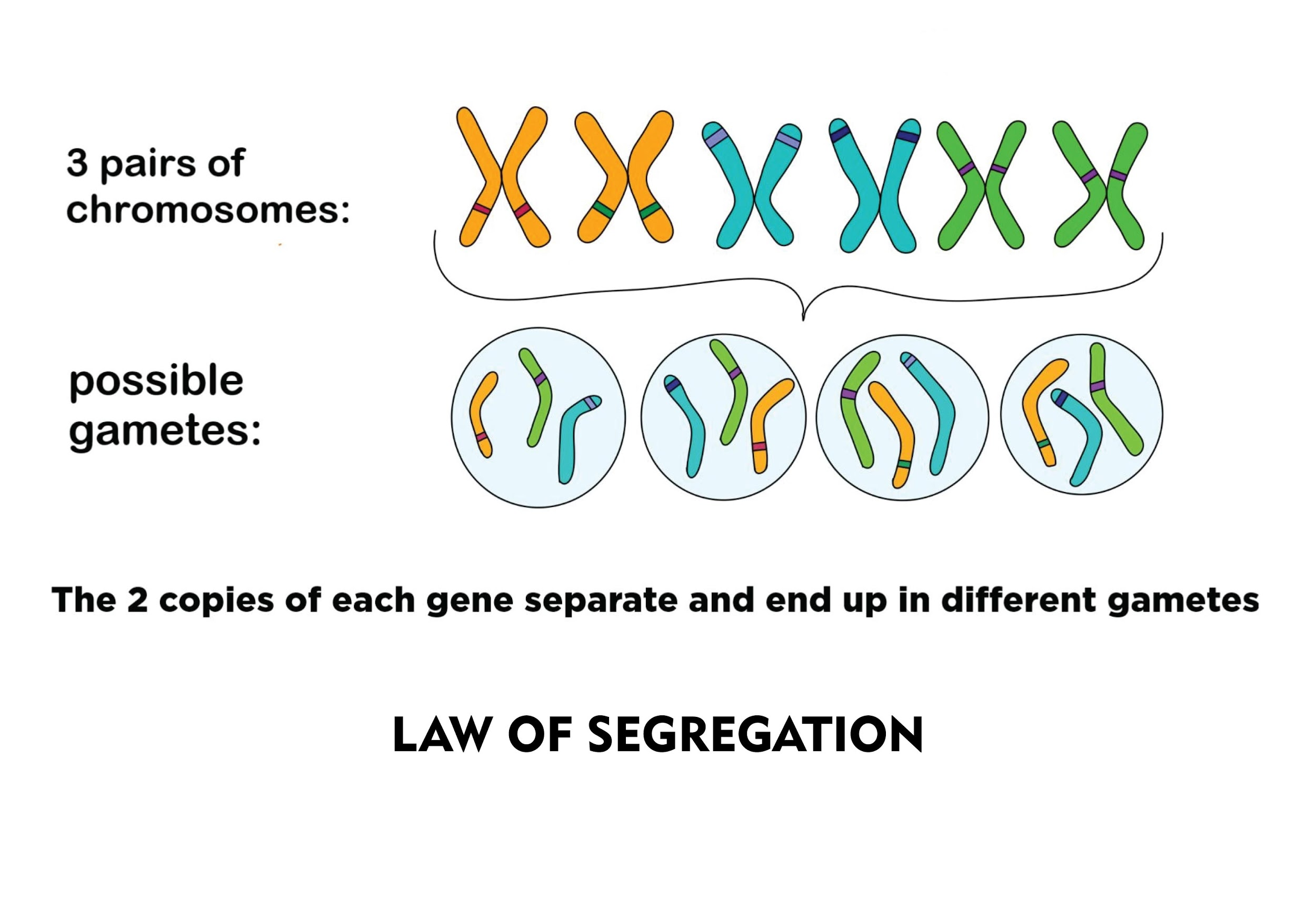 Explain How The Laws Of Segregation And The Law Of Independent 