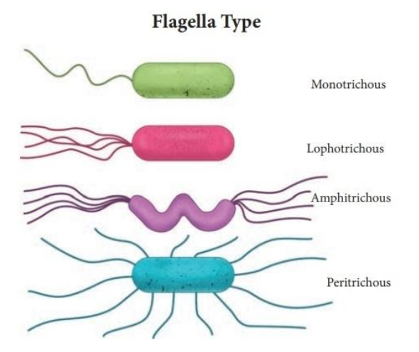 Amphitrichous flagellation hasA. Flagella absentB. Flagella at one end ...