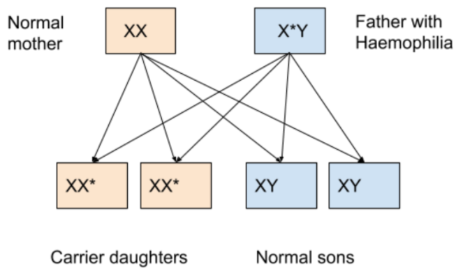 Haemophiliac man marries a normal homozygous female. The probability of ...