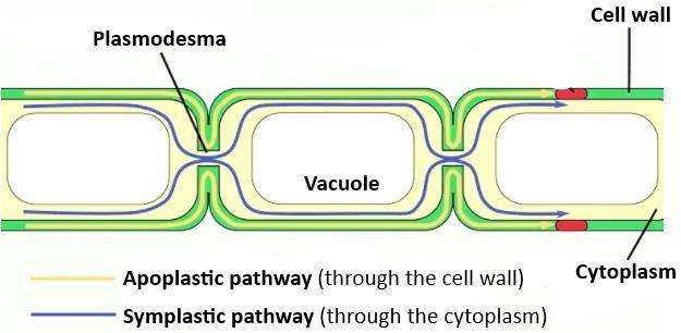 The continuity of protoplasm from cell to cell is maintained throughA ...