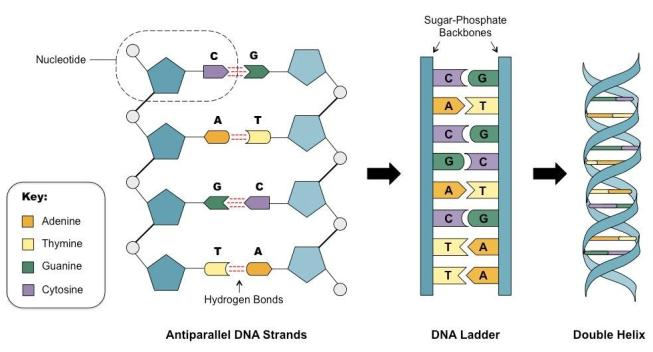 Antiparallel strands shop