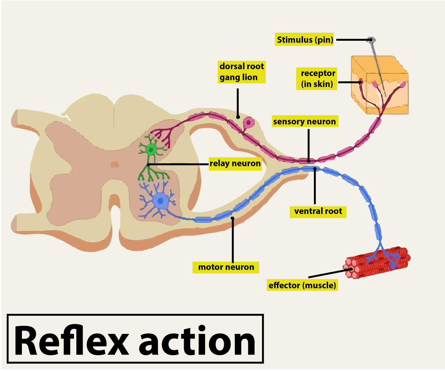 Labelled Diagram Of Reflex Arc 9483